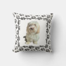 Search for havanese dog White