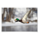 Search for drake art Photograph