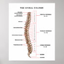 Search for anatomic posters Health
