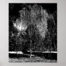 Search for weeping willow Sky