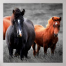 Search for black stallion horse posters Black and white