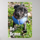 Search for pug picture posters Dog