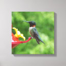 Search for throat canvas prints Wildlife