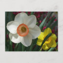 Search for yellow daffodil postcards Nature