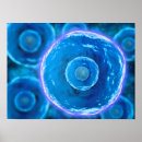 Search for cell posters Antibody