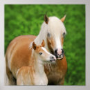 Search for haflinger posters Cute