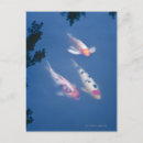 Search for fish pond postcards Outdoors