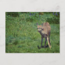 Search for does postcards Photograph