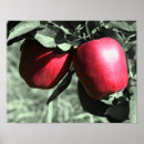 Search for red apple photography Black and white