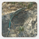 Search for tropical lizard stickers Nature