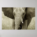 Search for kruger national park posters Elephant