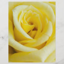 Search for flora flyers Rose