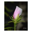 Search for birth photography Nature