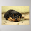 Search for sweet dog posters Beautiful