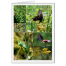 Search for insect collage cards Butterfly