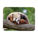 Search for panda magnets Modern
