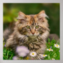 Search for maine coon cat art Cute