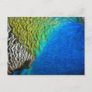 Search for feather postcards Nature