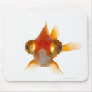 Search for big eyes electronics Animals