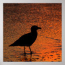Search for gulls posters Silhouette