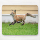 Search for kit mousepads Wildlife