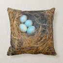 Search for egg photography Wildlife
