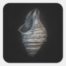 Search for shell stickers Photography