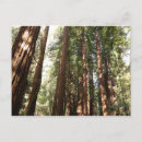Search for national monument postcards Redwood