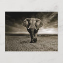 Search for wildlife postcards Africa