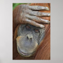 Search for in captivity posters Orangutan