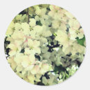 Search for white blossom stickers Flower