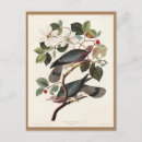 Search for bird print postcards Audubon