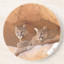 Search for mountains coasters Animals