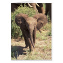 Search for kenya Cute