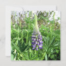 Search for reunion cards Nature