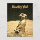 Search for offspring postcards Wildlife
