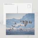 Search for sandpiper postcards Bird