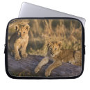 Search for baby lion electronics Panthera leo