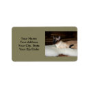 Search for siamese labels Seal point