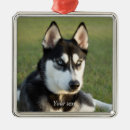 Search for siberian christmas tree decorations Siberian husky puppy