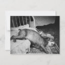 Search for funny cowboy invitations Vintage