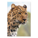 Search for wild africa posters Leopard