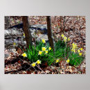 Search for yellow daffodil flowers posters Daffodils