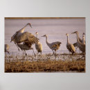Search for grus Animal