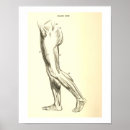 Search for vintage anatomy posters Muscle