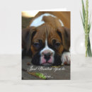 Search for boxer photography Pet