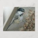 Search for capped chickadee postcards Birds