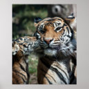 Search for tiger cub posters Mammal