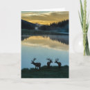 Search for bull elk cards Cathy