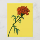 Search for marigold postcards Garden